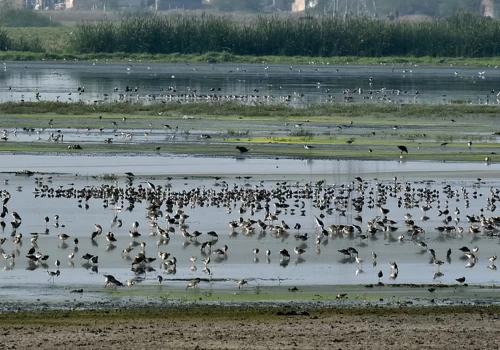 Khichan and Menar wetlands in Rajasthan join global Ramsar list
